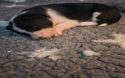 Border Collie dogs for sale: Unique blue merle border collie puppies - Image 26