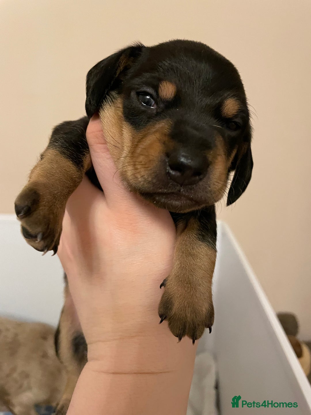 Miniature Dachshund dogs for sale: Miniature dachshund pups  - Image 13