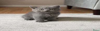 British Shorthair 