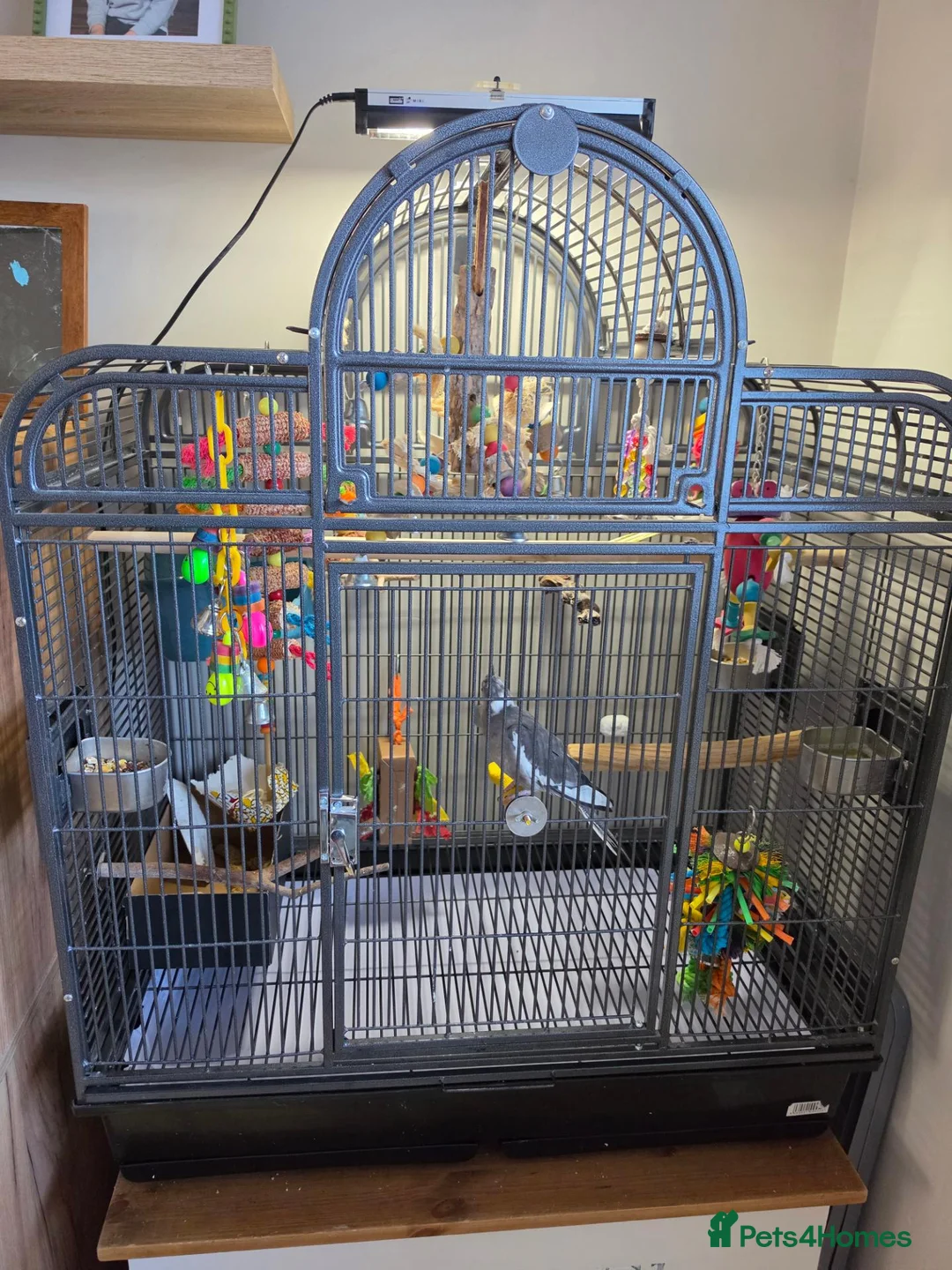 Cockatiels birds for sale: 2 hand reared cockatiels, cage and accessories  - Advert 1