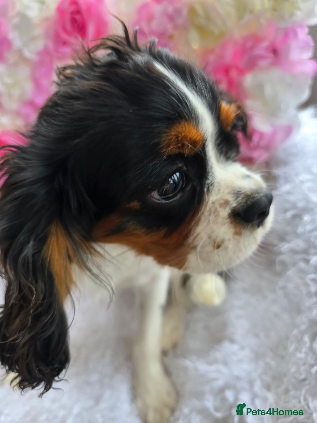 Cavalier King Charles Spaniel dogs for sale: Beautiful KC reg Cavalier King Charles Puppies  - Advert 12