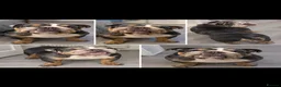 English Bulldog dogs for sale: English Bulldog (female) - Advert 2