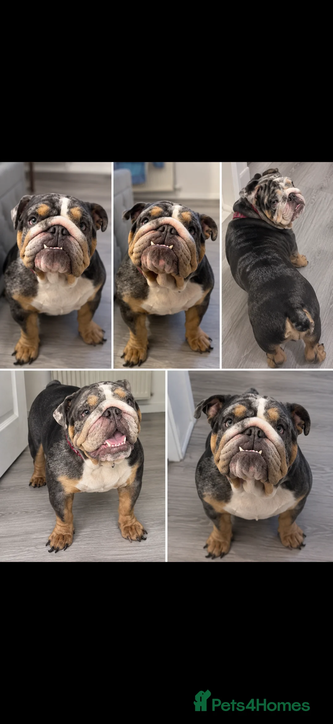 English Bulldog dogs for sale: English Bulldog (female) - Advert 2