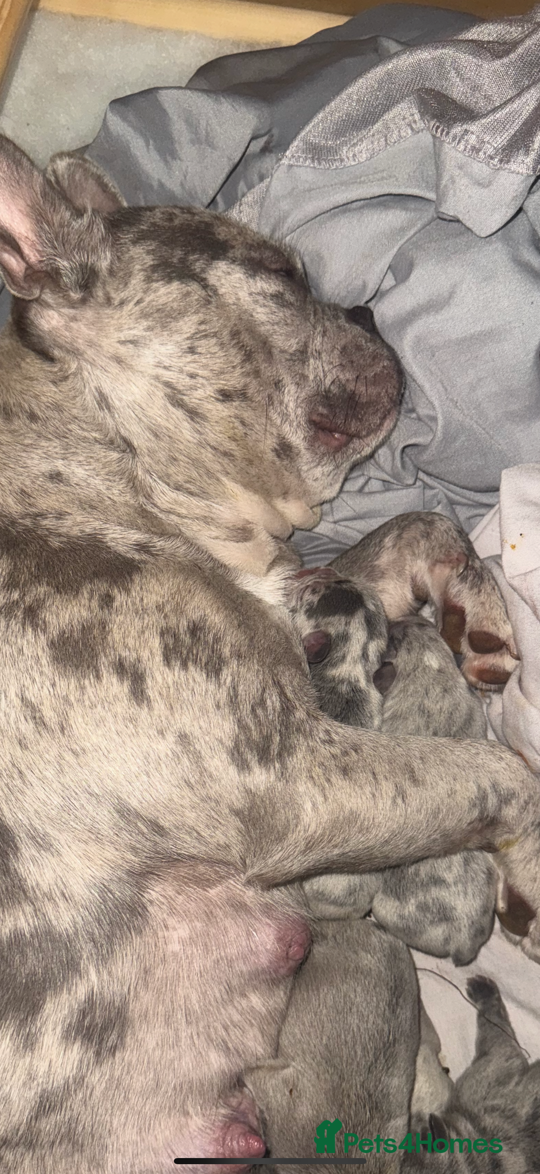 French Bulldog dogs for sale: 2 Female French bull dogs left - Image 5