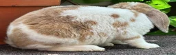 Mini Lop rabbits for sale: Mini Plush Lop - Hypoallergenic Fur. - Advert 10