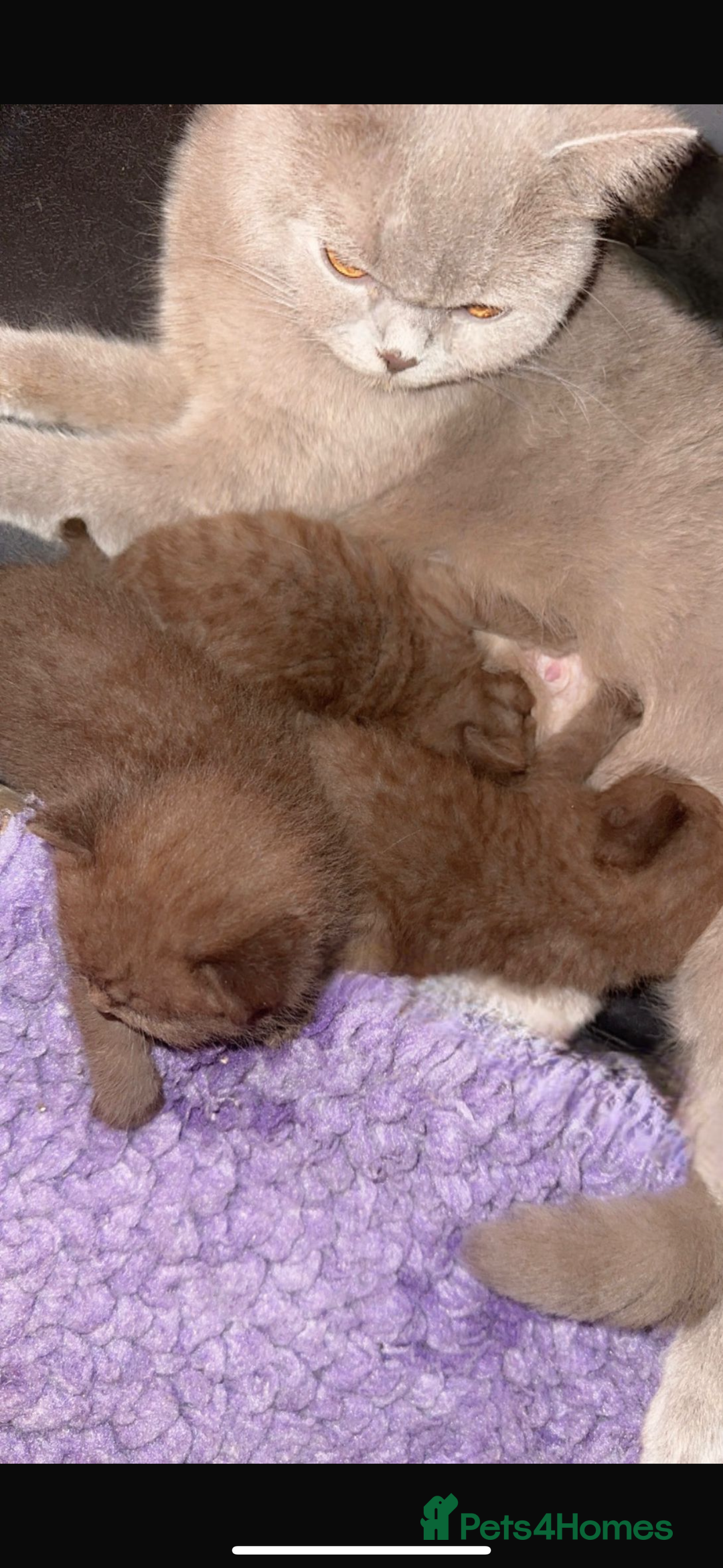 British Shorthair cats for sale: Cinnamon BSH - Image 2