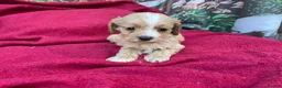 Cockapoo dogs for sale: American cockapoos - yankydoodles - Advert 33