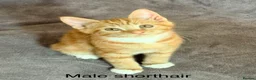 Mixed Breed cats for sale: Ginger kittens - Advert 6
