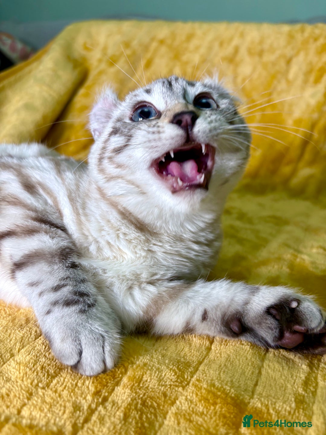 Savannah cats for sale: Breath taking wild looking girl  - Advert 30