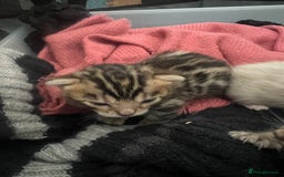 Bengal cats for sale: Pure Bengal Kittens  - Image 4