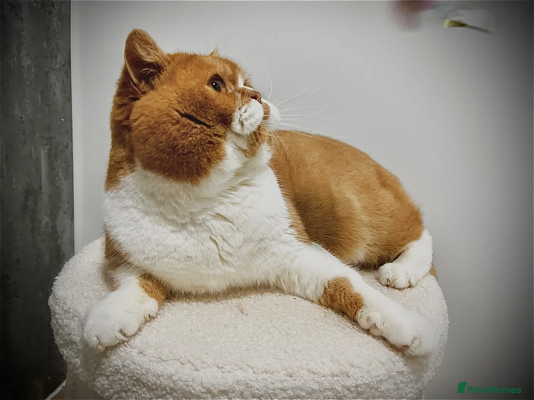 Brazilian Shorthair cats for stud: Red bicolour proven stud  - Advert 2