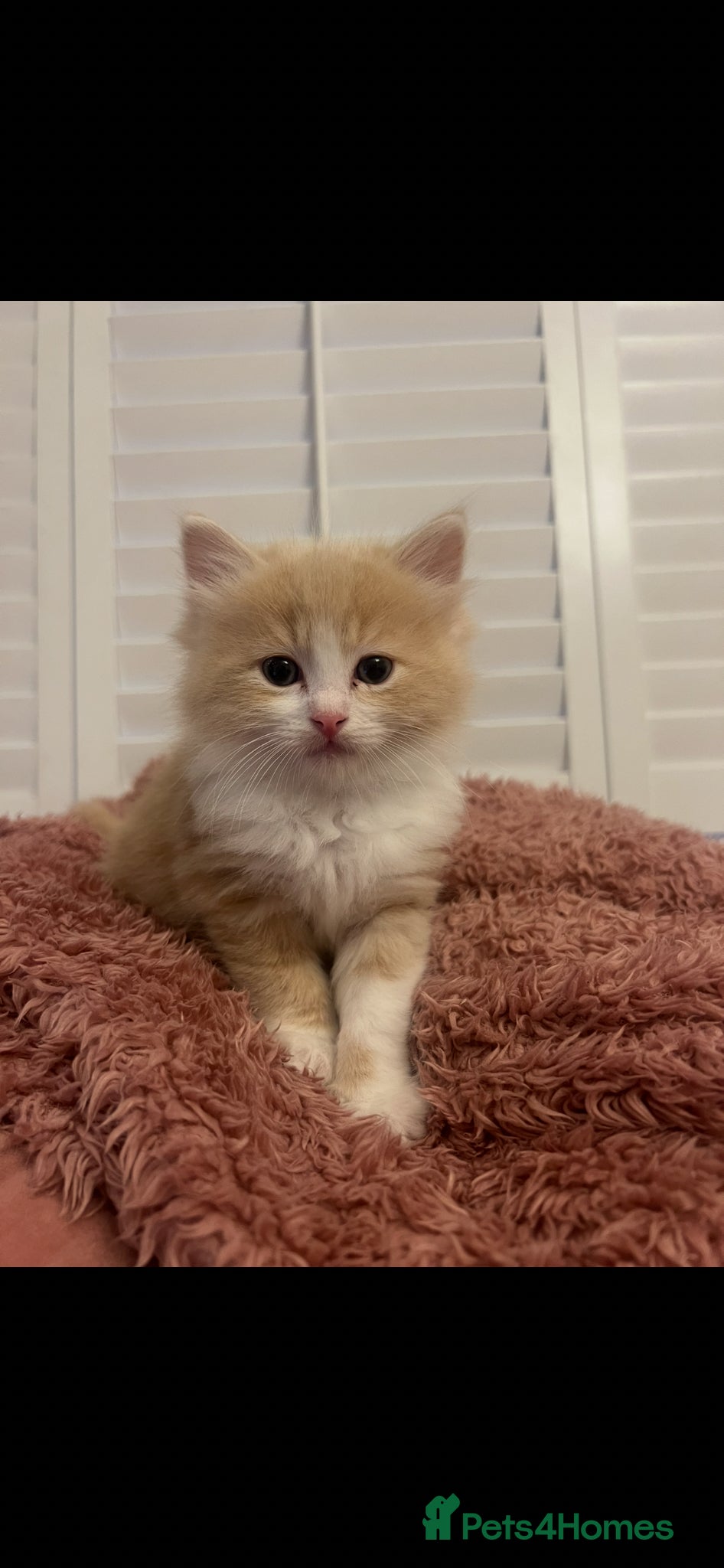 Mixed Breed cats for sale: Beautiful Female Ragdoll Mix Kitten - Advert 4