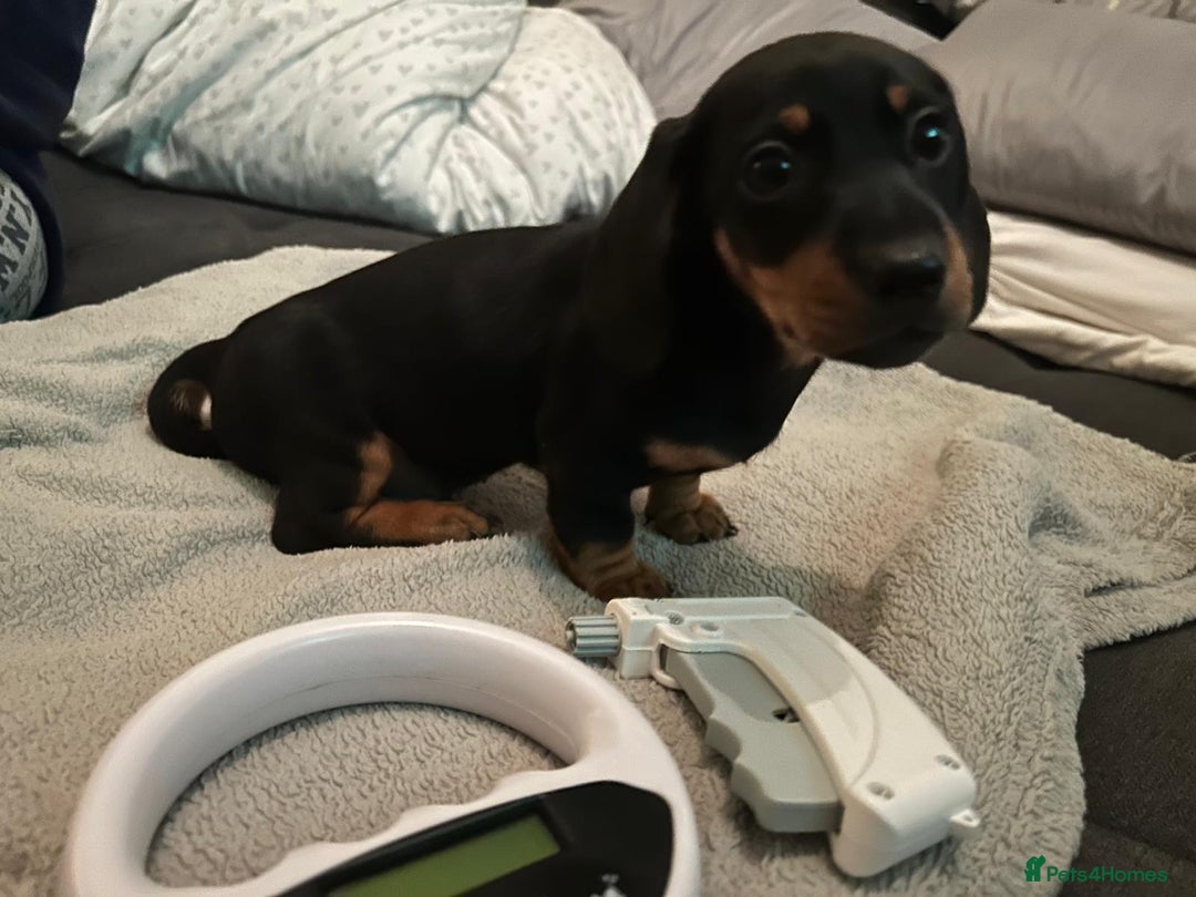 Miniature Dachshund dogs for sale: Ready Now!  1 little boy mini dachshunds  - Image 5
