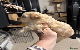 Maltipoo dogs for sale: Teddy bear maltipoo puppies  - Image 12