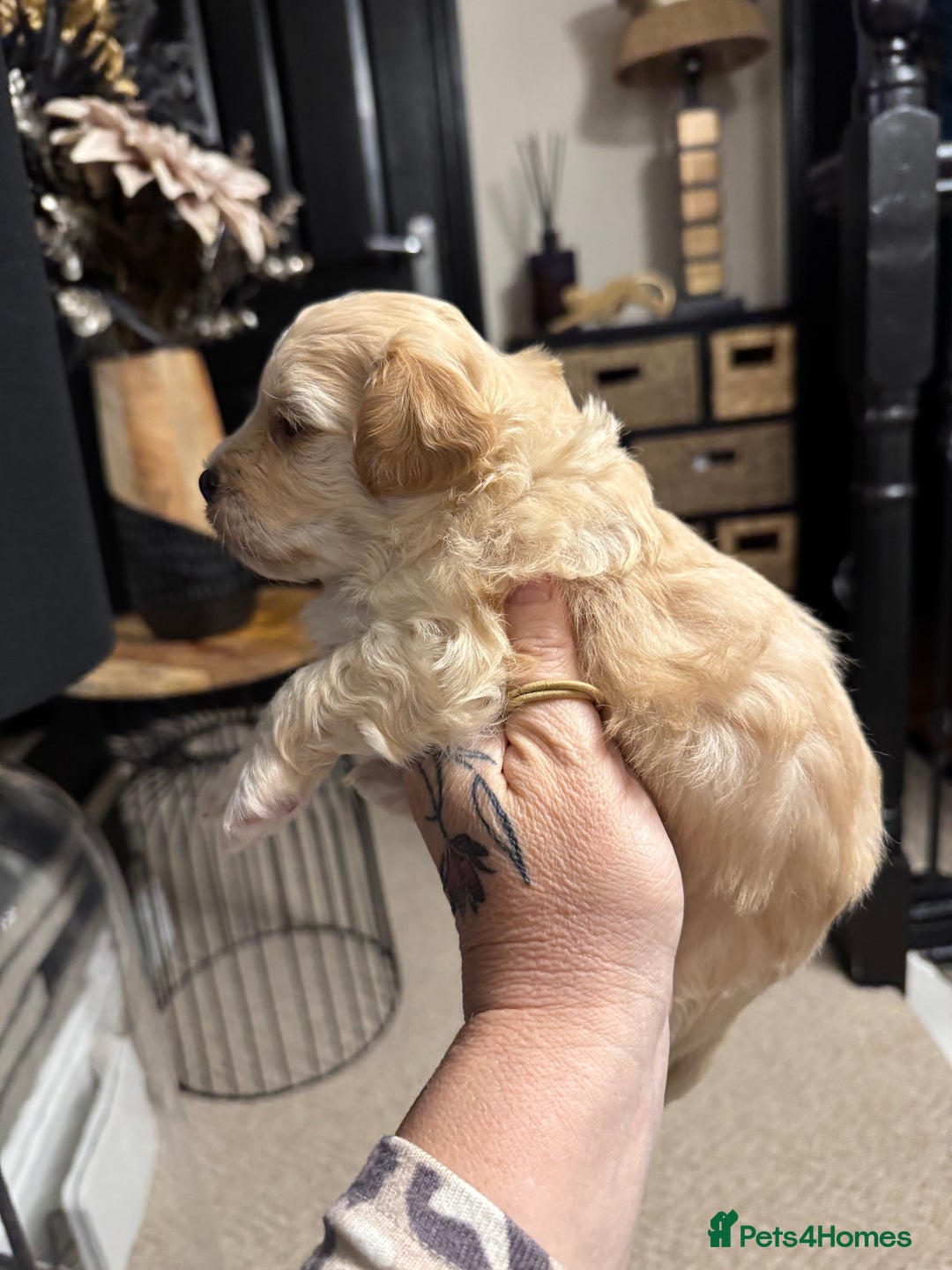 Maltipoo dogs for sale: Teddy bear maltipoo puppies  - Image 12