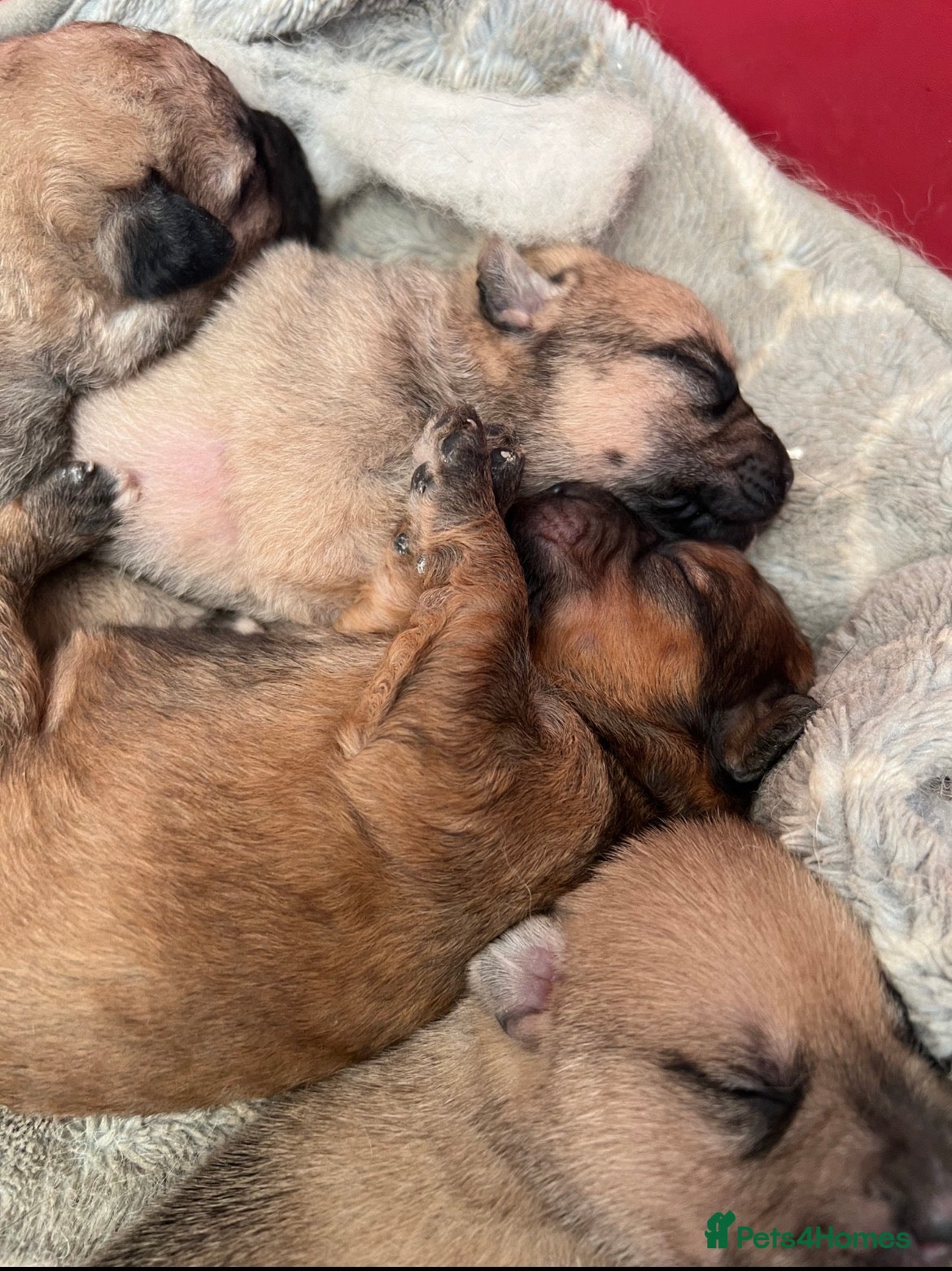 Mixed Breed dogs 7 beautiful Malkita x puppies with unique colours  - Advert 3