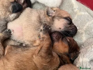 Mixed Breed dogs 7 beautiful Malkita x puppies with unique colours - Advert 1