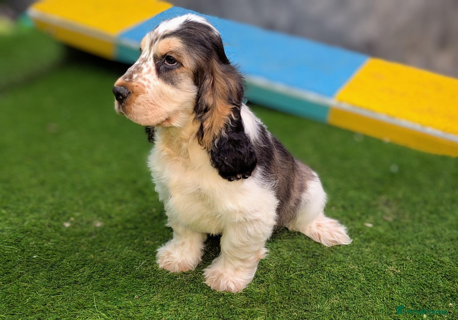 Cocker Spaniel dogs Very Special Show Cocker Spaniel Puppies - Advert 1