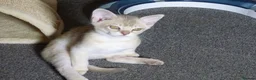 Burmese cats for sale: Burmese Cousins Two Asian Males - Advert 3