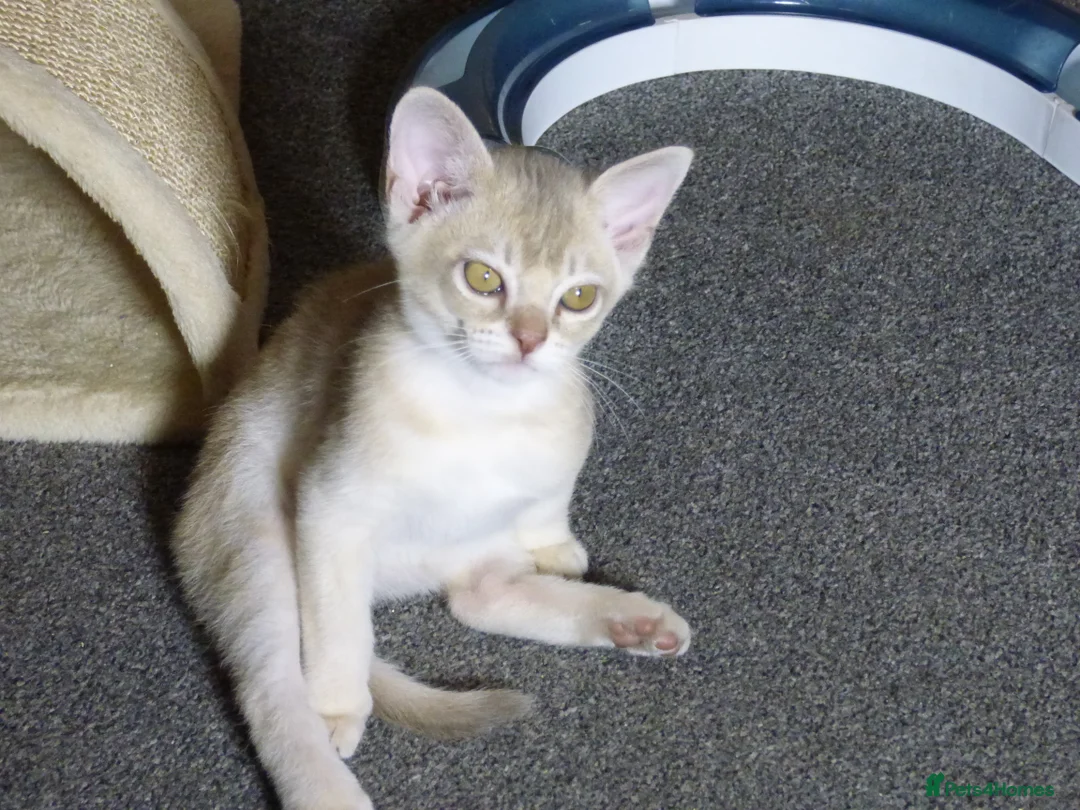 Burmese cats for sale: Burmese Cousins Two Asian Males - Advert 3
