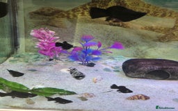 Mollies fish for sale: 12 mollies mixed colours  - Image 3