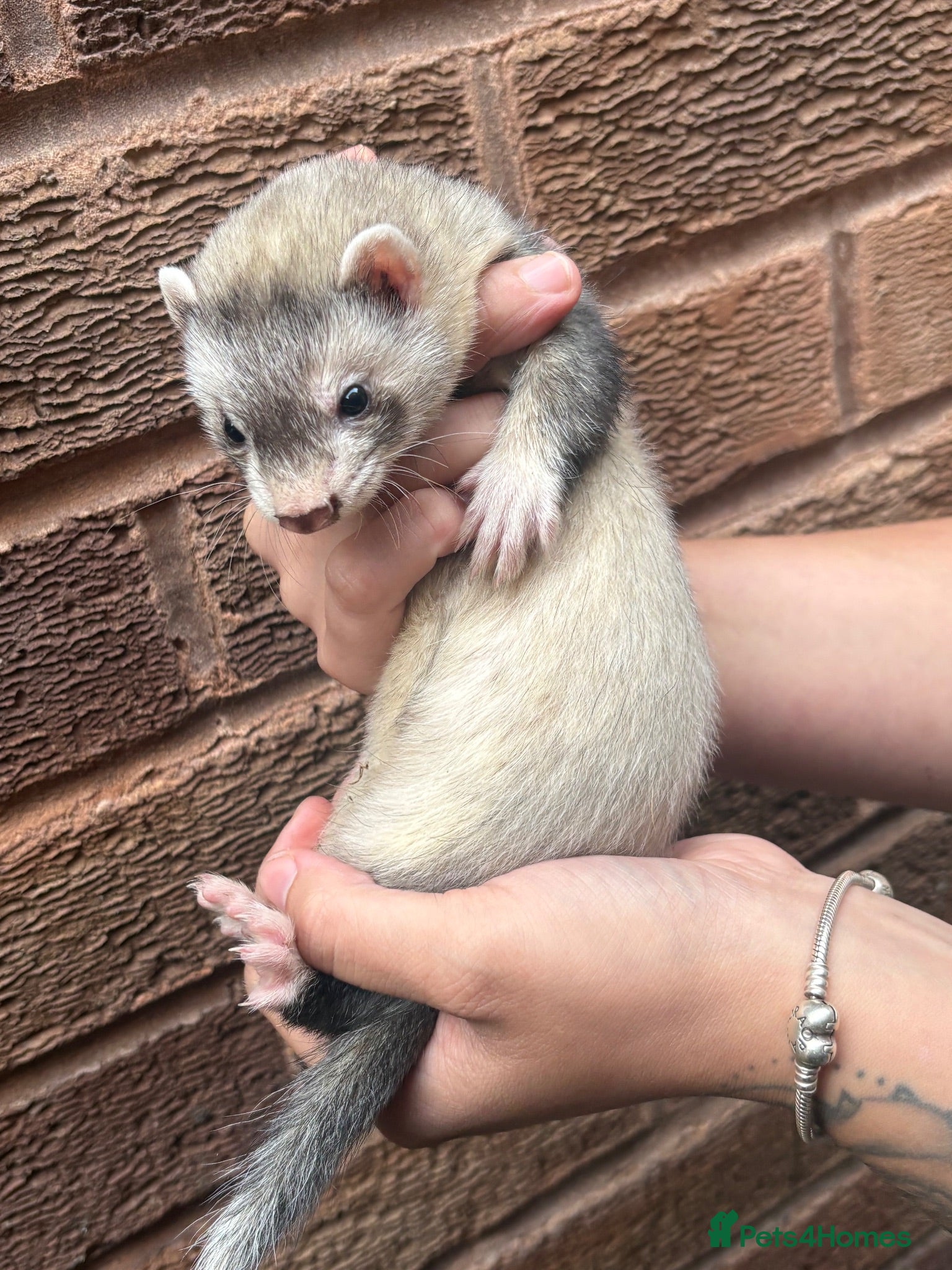 Ferret rodents Silver baby ferrets  - Advert 2