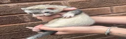 Ferret rodents for sale: Silver baby ferrets  - Advert 2