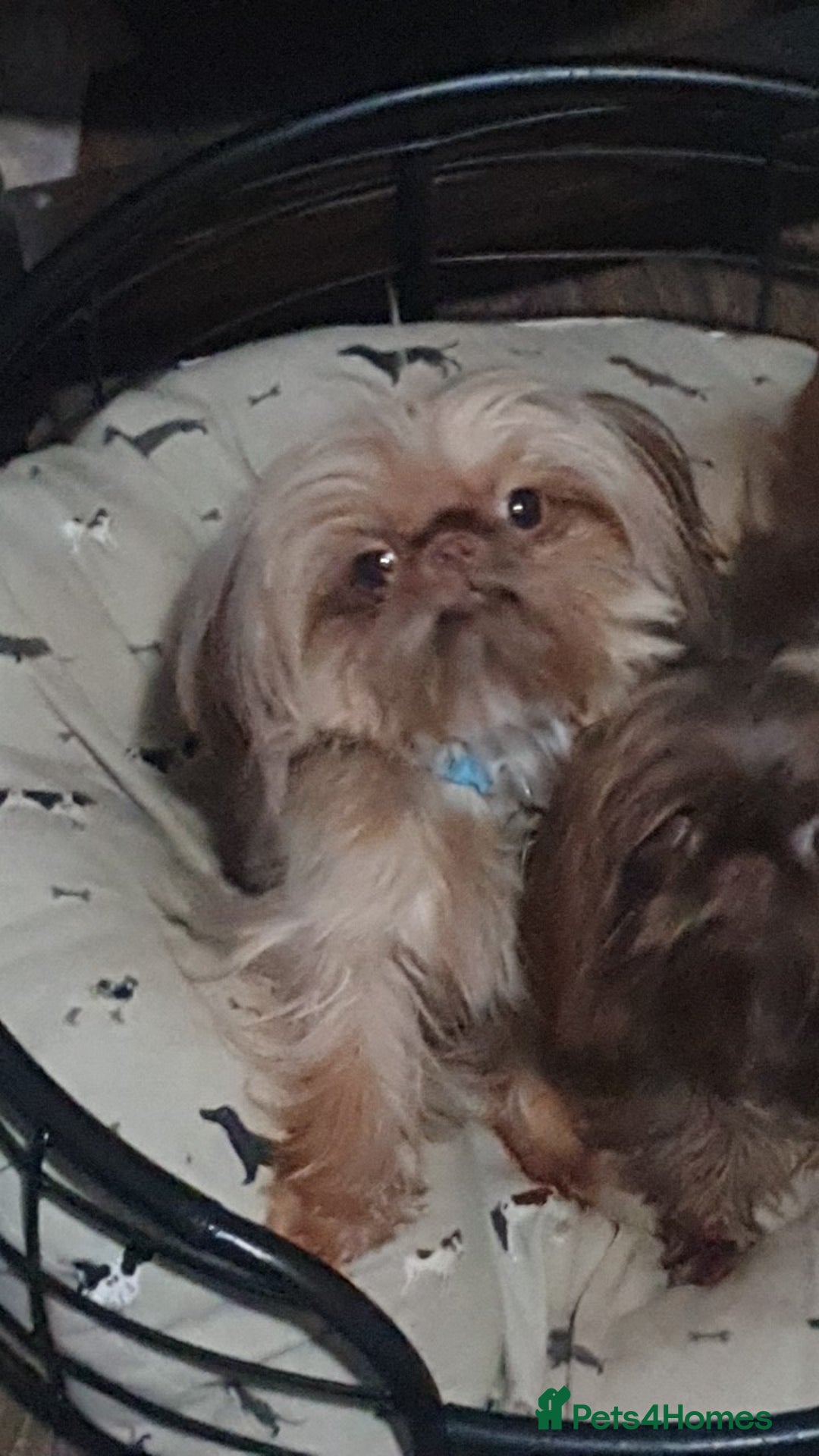 Shih Tzu dogs for stud: imperial orange/gold 1.7kg tiny boy for stud - Advert 3