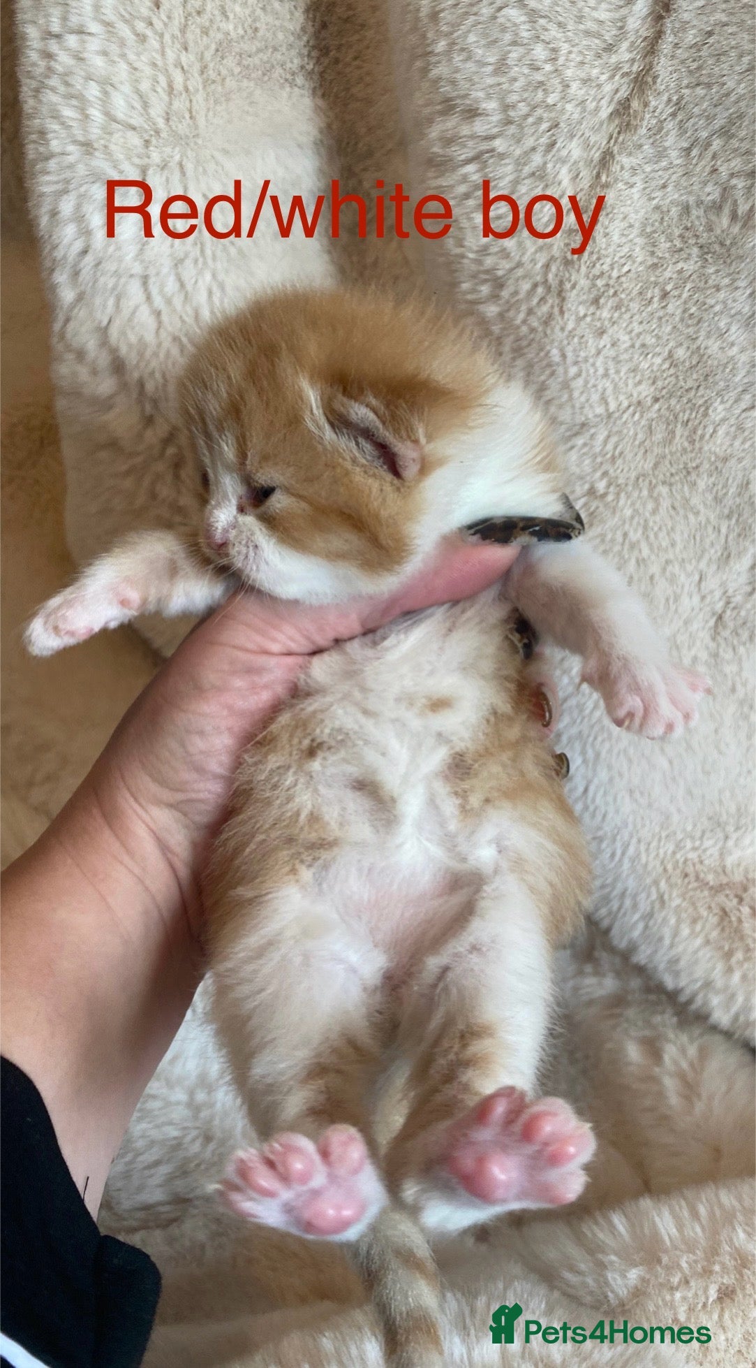 British Shorthair cats Beautiful docile boys  - Advert 1