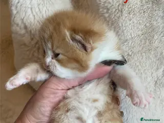 British Shorthair cats Beautiful docile boys - Advert 1