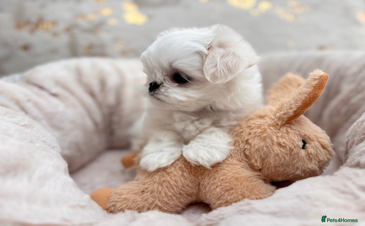 Maltese dogs - Advert 3