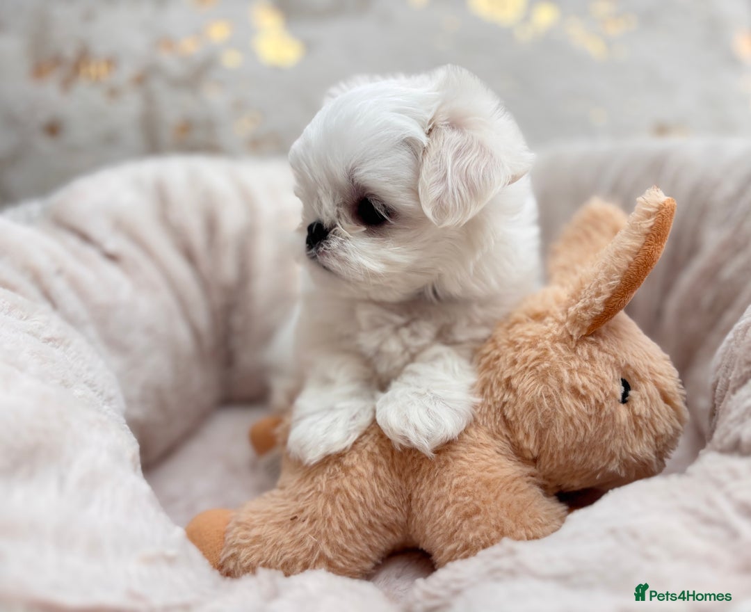 Maltese dogs for sale: 🌟Just One Left 🌟Bambelina Maltese🌟 - Image 1