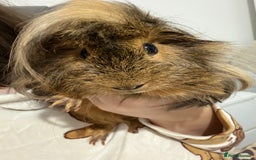Guinea Pig rodents for sale: Boar (male guinea pig) - Advert 1