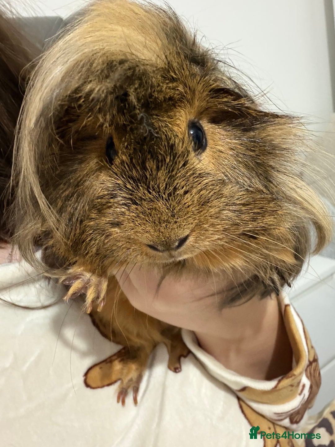 Guinea Pig rodents for sale: Boar (male guinea pig) - Advert 1