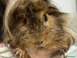 Guinea Pig rodents for sale: Boar (male guinea pig) - Advert 1