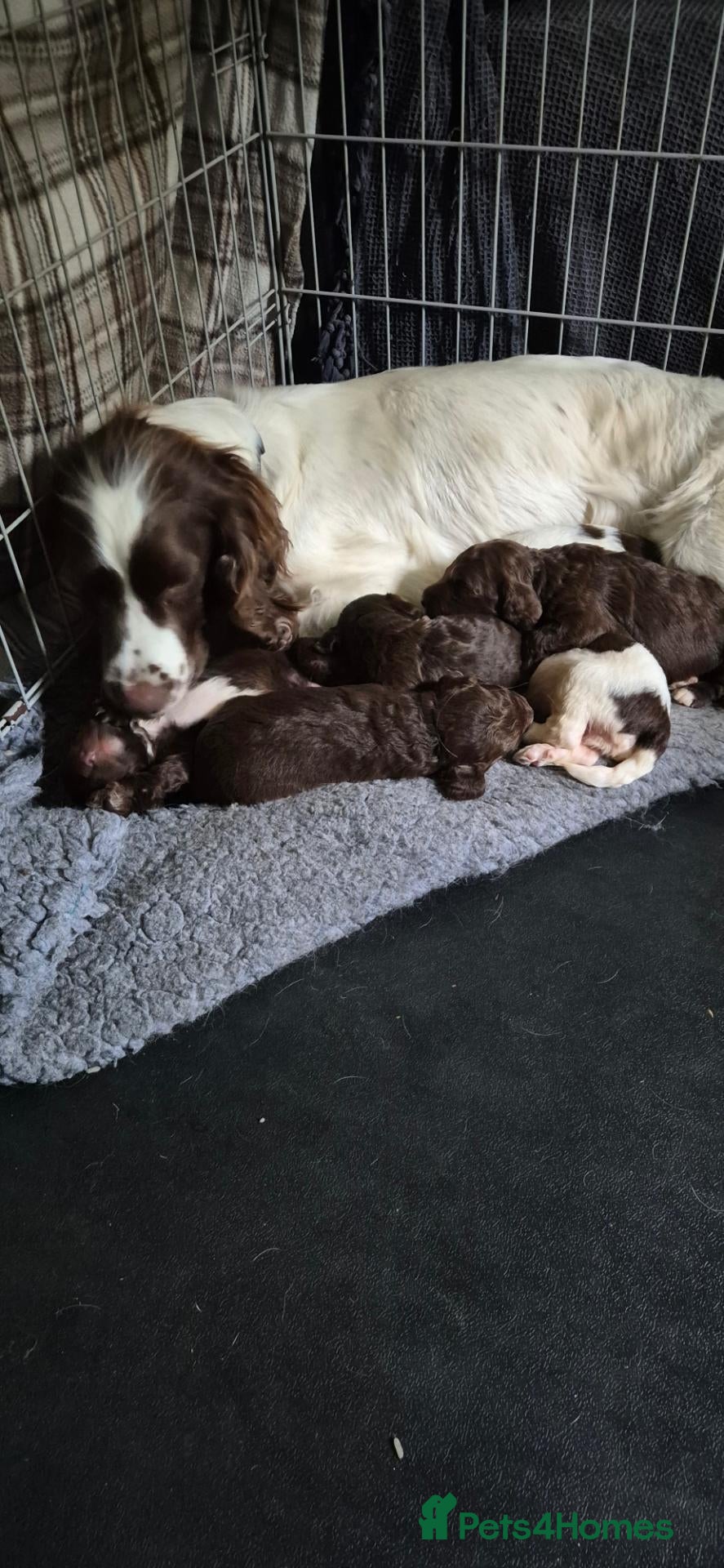 Sproodle dogs for sale: Gorgeous litter of Sproodle Pups  - Advert 2