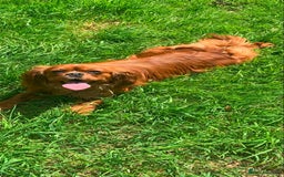 Cavapoo dogs for sale: Wonderful beautiful f1 champagne cavapoo babies  - Image 9