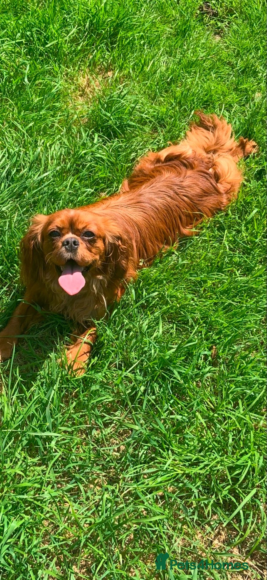Cavapoo dogs for sale: Wonderful beautiful f1 champagne cavapoo babies  - Image 9