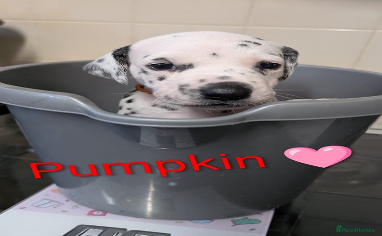 Dalmatian dogs KC registered Dalmatian puppies - Advert 3