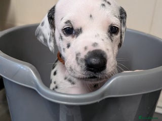 Dalmatian dogs KC registered Dalmatian puppies - Advert 6