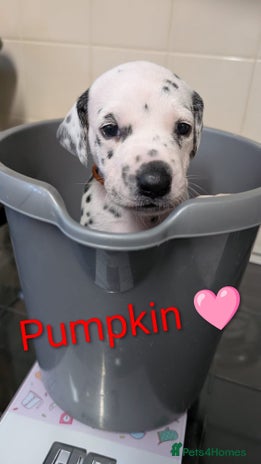 Dalmatian dogs KC registered Dalmatian puppies - Advert 1