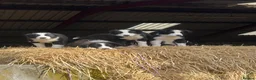 Border Collie dogs for sale: Border collie in Denbigh - Advert 3