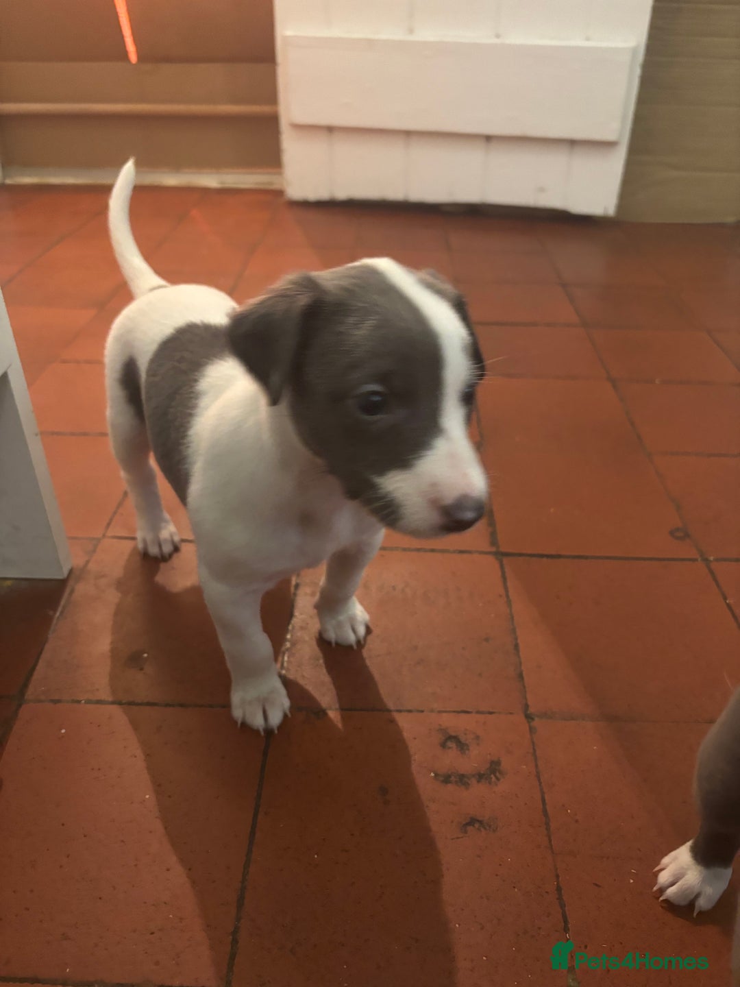 Whippet dogs for sale: Wonderful whippets  - Advert 1