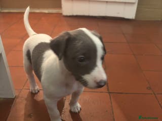 Whippet dogs Wonderful whippets - Advert 2