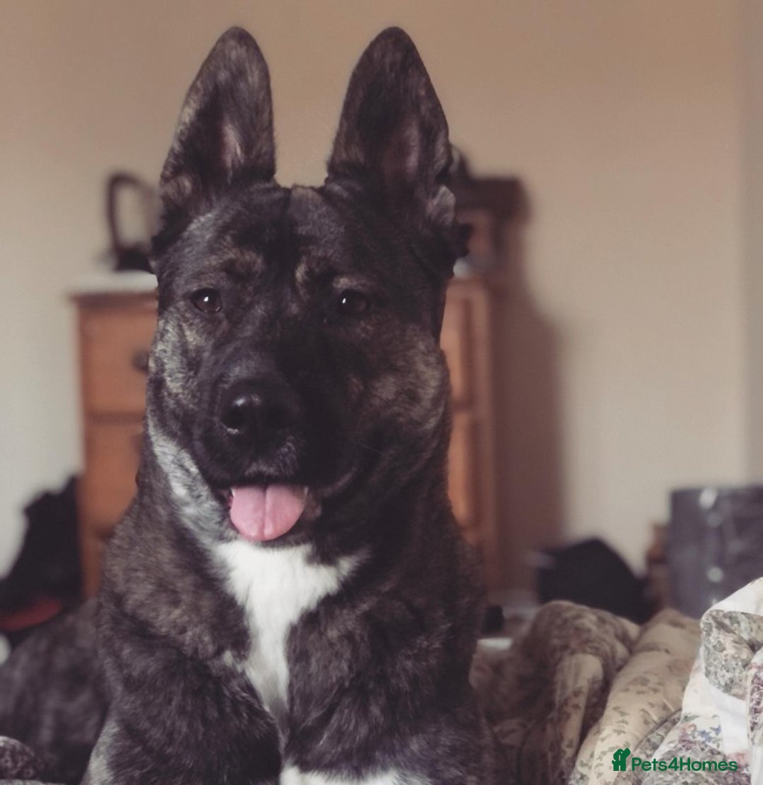 Mixed Breed dogs for sale: Chunky Akita/Huskita mix puppies - Advert 2