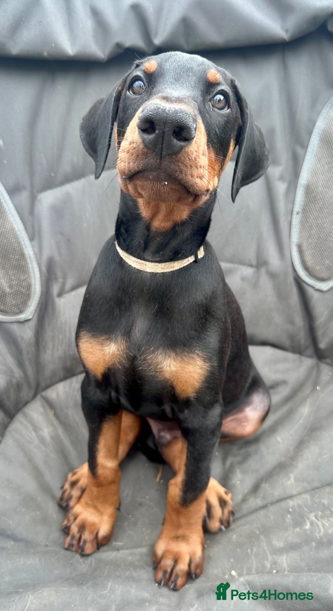 Dobermann dogs Health tested European puppies  - Advert 2