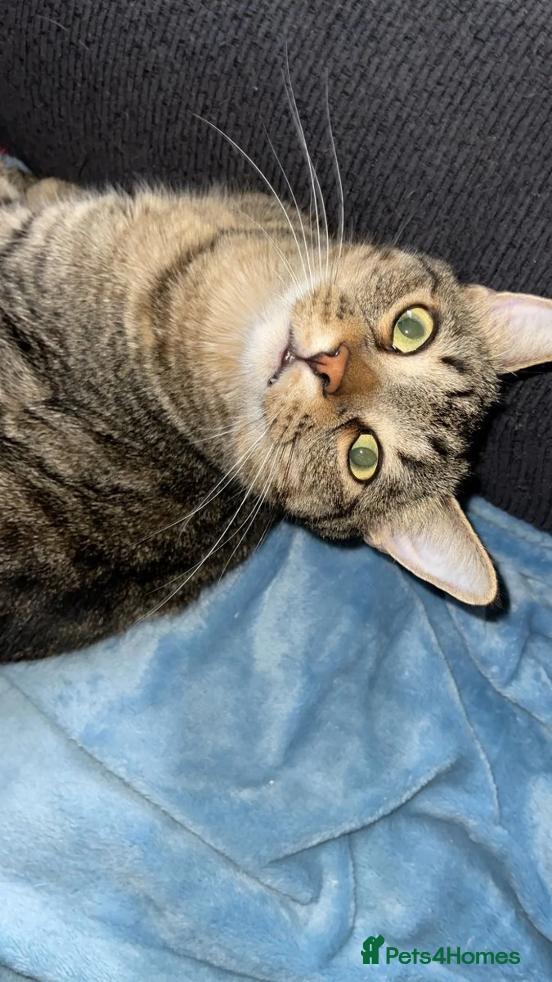 Domestic Shorthair cats for sale: Nimbus  - Advert 4