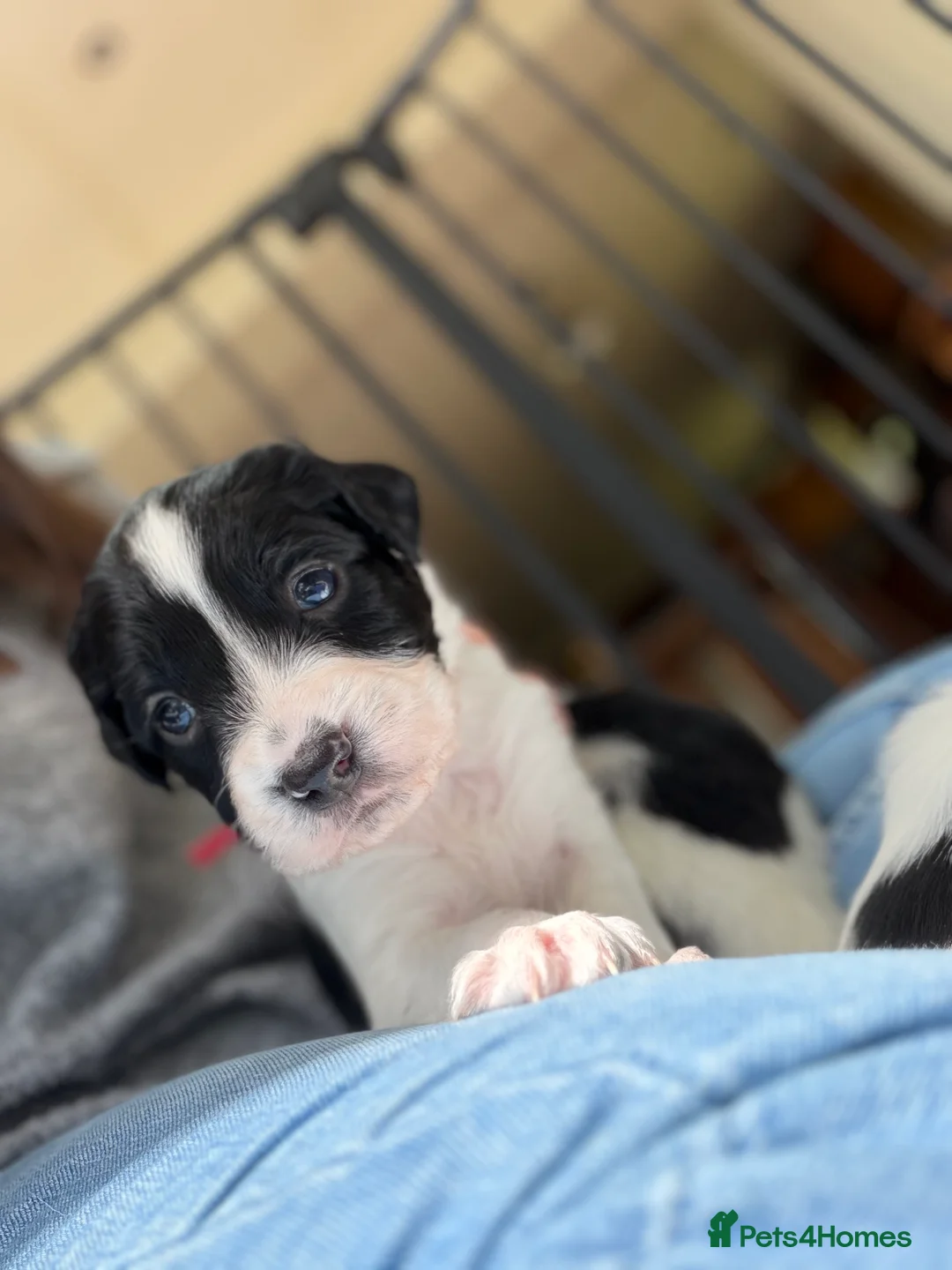 English Springer Spaniel dogs for sale: English springer spaniel puppies - Advert 21