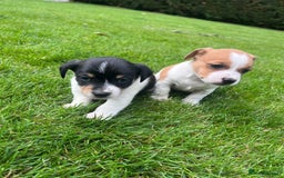 Jack Russell dogs for sale: Puppy jack Russel  - Image 6