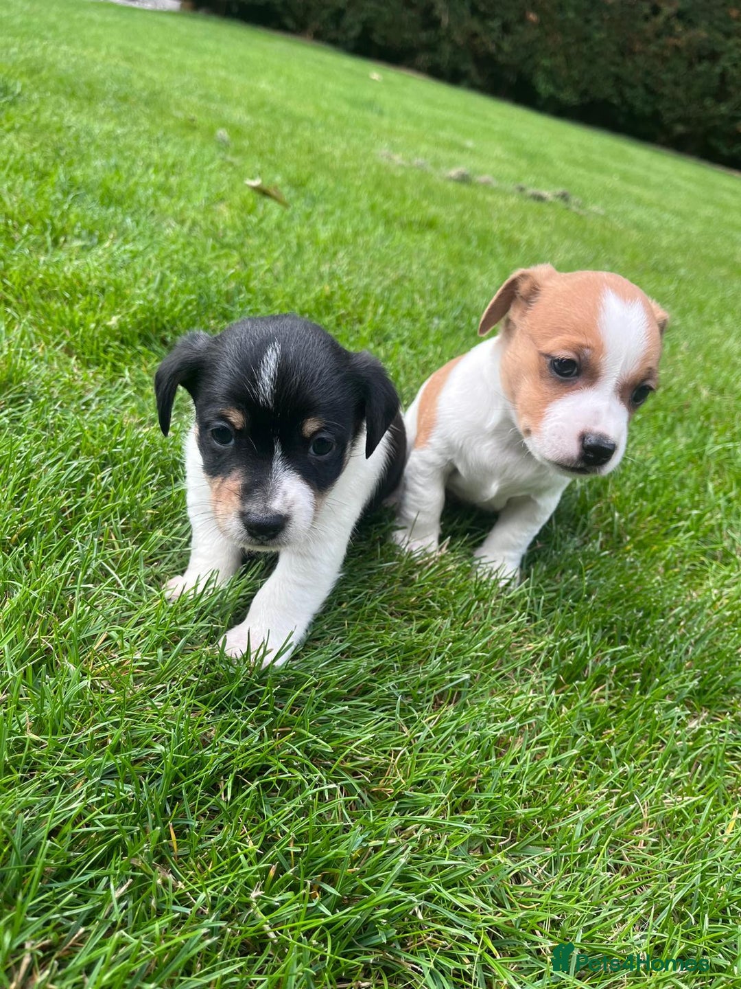 Jack Russell dogs for sale: Puppy jack Russel  - Image 6